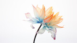 Fototapeta Tulipany - rainbow flower on white background