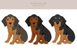 Polish Hound puppy clipart. All coat colors set.  All dog breeds characteristics infographic