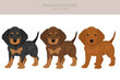 Polish Hunting dog puppy clipart. All coat colors set.  All dog breeds characteristics infographic