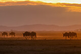 Fototapeta Konie - silhouette of migrating wildebeests in the orange morning dust of Amboseli NP