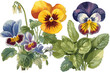 Flower pansy viola Wittrockiana vector art painting illustration.