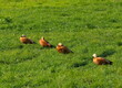 Russia, Moscow. A small flock of red ducks (ogar) is serenely resting in the Tsaritsyno city Park.