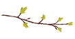 Branch with young leaf sprouts vector stock illustration. Shoots of trees with fresh green foliage. Spring landscape. Isolated on a white background.