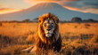 Lion on isolated background, generative ai