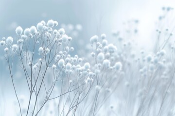  Close-up of white fluffy plants against a pale blue background