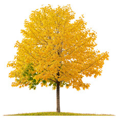 Wall Mural - yellow tree or autumn tree PNG transparent 