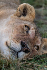 wild lioness female in the grass mouth open