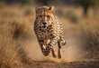 African cheetah running in grass