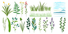 Hand Drawn Flat Herbs And Grasses Set