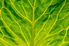 Green Cabbage Leaf Shot Close-up
