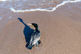 Fototapeta Morze - cormorant close-up on the beach