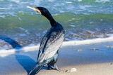 Fototapeta Sawanna - cormorant close-up on the beach