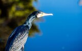 Fototapeta Morze - cormorant close-up on the beach