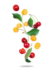 Wall Mural - Group of ripe red and yellow cherries close up in the air on a transparent background