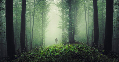 Wall Mural - man hiking in green fantasy forest in fog