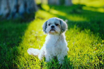 Wall Mural - Cute shih tzu dog sitting on a green lawn