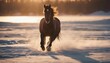 wild horse running on ice to the camera, warm light
