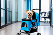 small dog is sitting in a pet stroller in corridor of veterinary clinic on blurred background