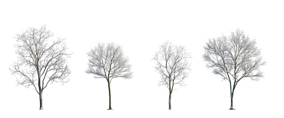 winter various snowed trees frontal isolated png on a transparent background premium cutout sunny weather
