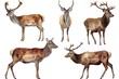 A group of deer standing next to each other. Suitable for nature and wildlife themes