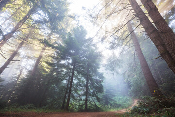 Canvas Print - Beams