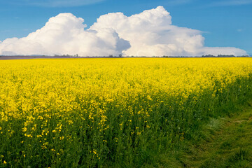 Wall Mural - Rapeseed field with yellow flowers and blue sky with white curly clouds