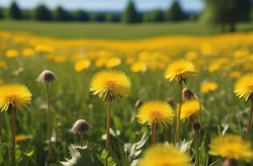 Wall Mural - field of dandelions on a sunny day