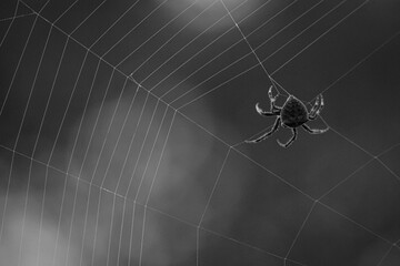 spider and web