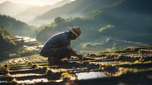 Man In Straw Hat Planting Green Rice Shoots With Roots In Very Wet Soil With Traditional Thai Way Image On Beautiful Foggy Morning. Agriculture Industry, Food Industry, Working People Concept Image.