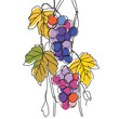 Simple line drawing illustration of a bunch of grapes on a vine