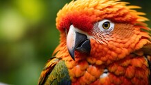 Red And Yellow Macaw Parrot Bird Close-up. Tropical Parrot Look At Camera