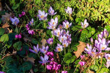 Canvas Print - Pink cyclamen flowers and purple crocuses in the garden