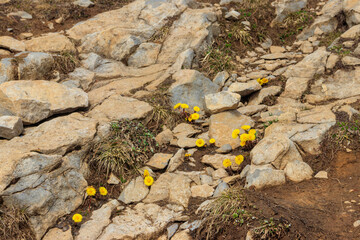 Canvas Print - Coltsfoot flowers (Tussilago farfara) on alpine meadow