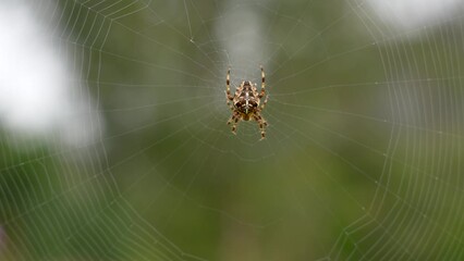 spider on web