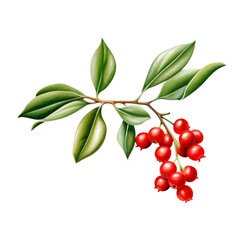 Wall Mural - Mistletoe. Isolated on a white background png like