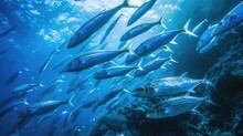 Blue Indian Mackerel Underwater Along The Dive Site Main Marine Life Resources Under