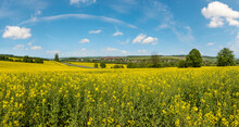 Spring Rapeseed Yellow Blooming Fields