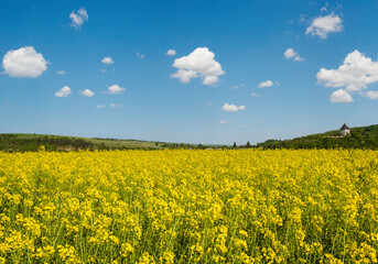 Wall Mural - spring rapeseed yellow blooming fields view, blue sky with clouds in sunlight. pyatnychany tower (de