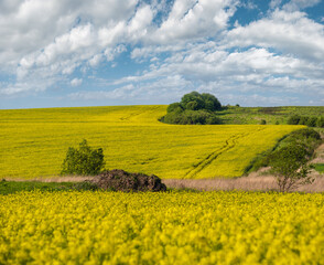 Wall Mural - spring rapeseed yellow blooming fields view, blue sky with clouds in sunlight. natural seasonal, goo