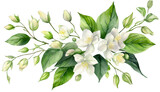 watercolor  jasmine flowers clipart