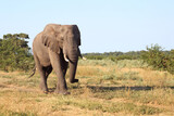 Fototapeta Do akwarium - Afrikanischer Elefant / African elephant / Loxodonta africana