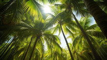 Photographs Of Palm Forests, With Tall, Lush Coconut Trees, Found In Tropical And Subtropical Climates, Conveying The Feeling Of Paradise And Tranquility Of Beaches And Tropical Islands