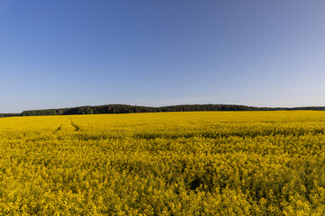 Wall Mural - beautiful flowering field with yellow rapeseed flowers