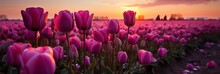 Vibrant Red Tulips In Beautiful Sunset Landscape Panoramic Banner