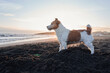 A wet Jack Russell Terrier stands alert on a sandy beach, silhouetted against the setting sun and gentle ocean waves