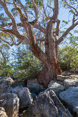 Canvas Print - Booderee National Park, Jervis Bay Territory, Australia