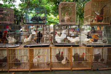 short-legged Bantam chicken in cage at animal market