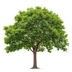 Wall Mural - Walnut Tree PNG tree forest transparent background