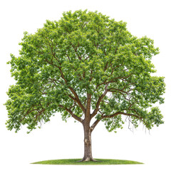 Wall Mural - Walnut Tree PNG tree forest transparent background