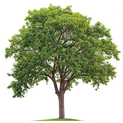 Wall Mural - Walnut Tree PNG tree forest transparent background
